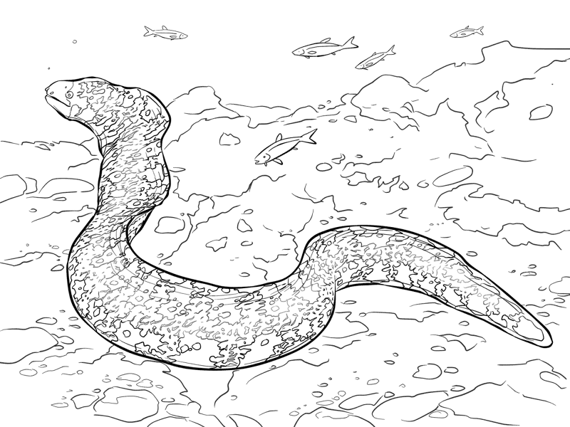 Desenho de Animais Noturnos para colorir e imprimir: número 33