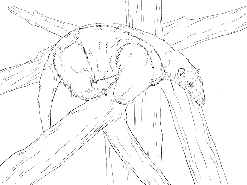 Desenho de Animais Noturnos para colorir e imprimir: número 35