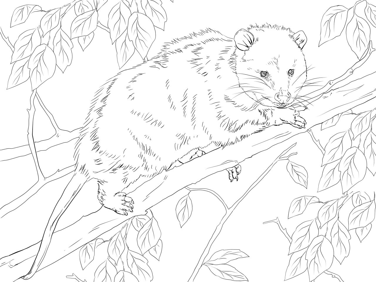 Desenho de Animais Noturnos para colorir e imprimir: número 37