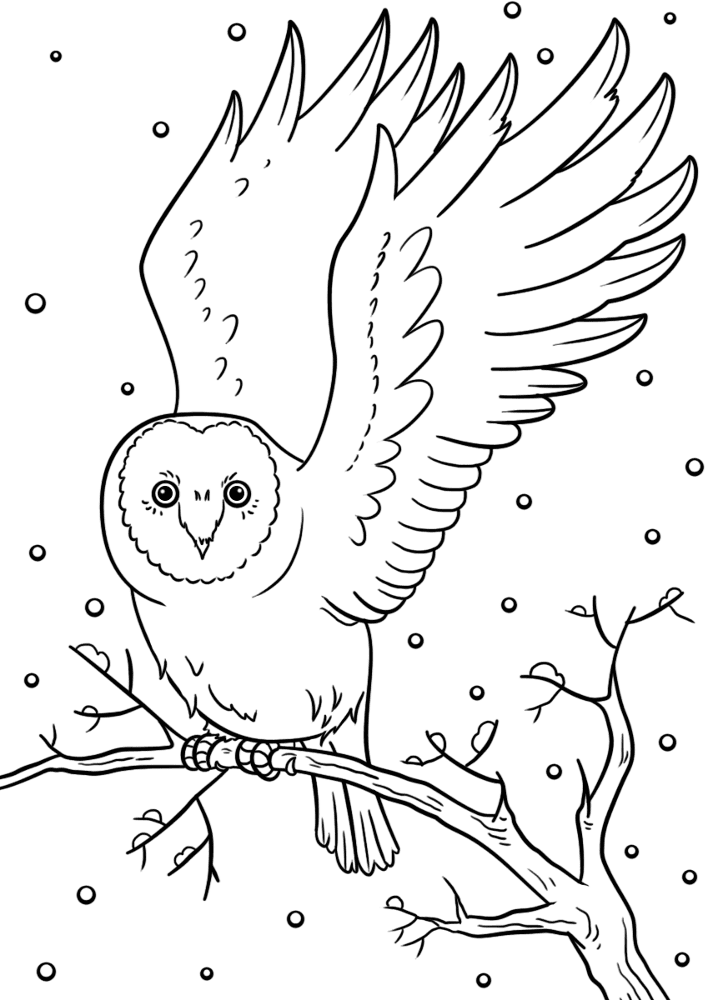 Desenho de Animais Noturnos para colorir e imprimir: número 38