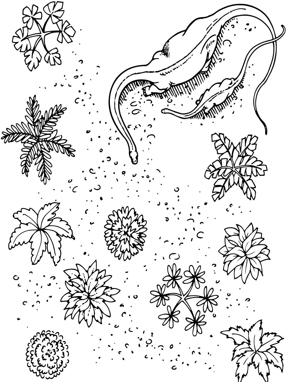 Desenho de Apatossauro para colorir e imprimir: número 1
