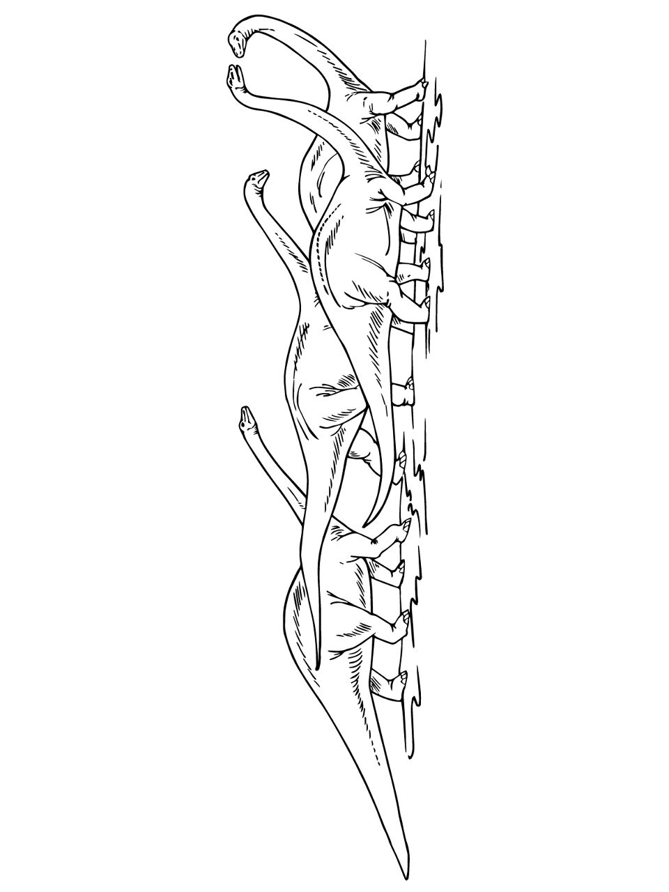 Desenho de Apatossauro para colorir e imprimir: número 11