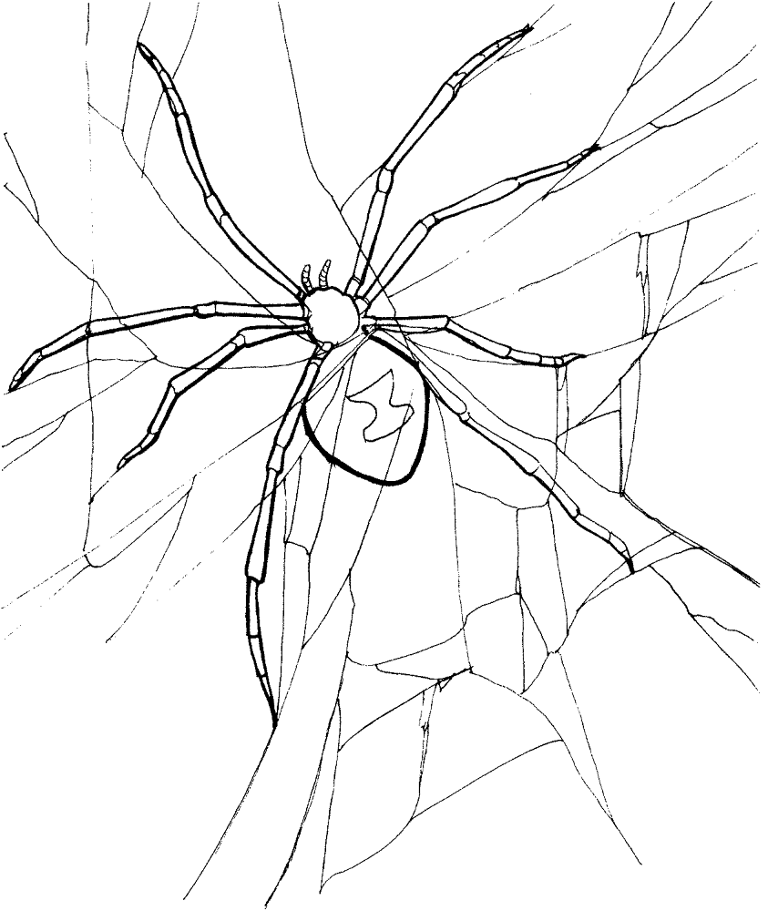 Desenho de Aracnídeos para colorir e imprimir: número 18