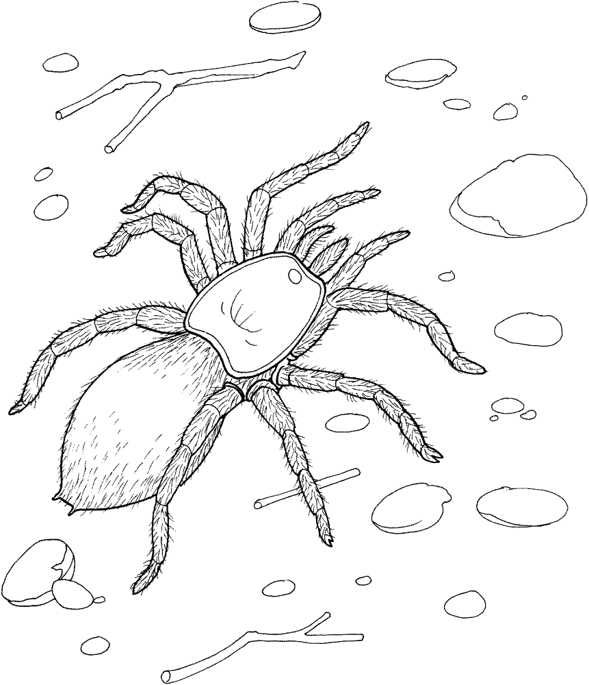 Desenho de Aracnídeos para colorir e imprimir: número 19