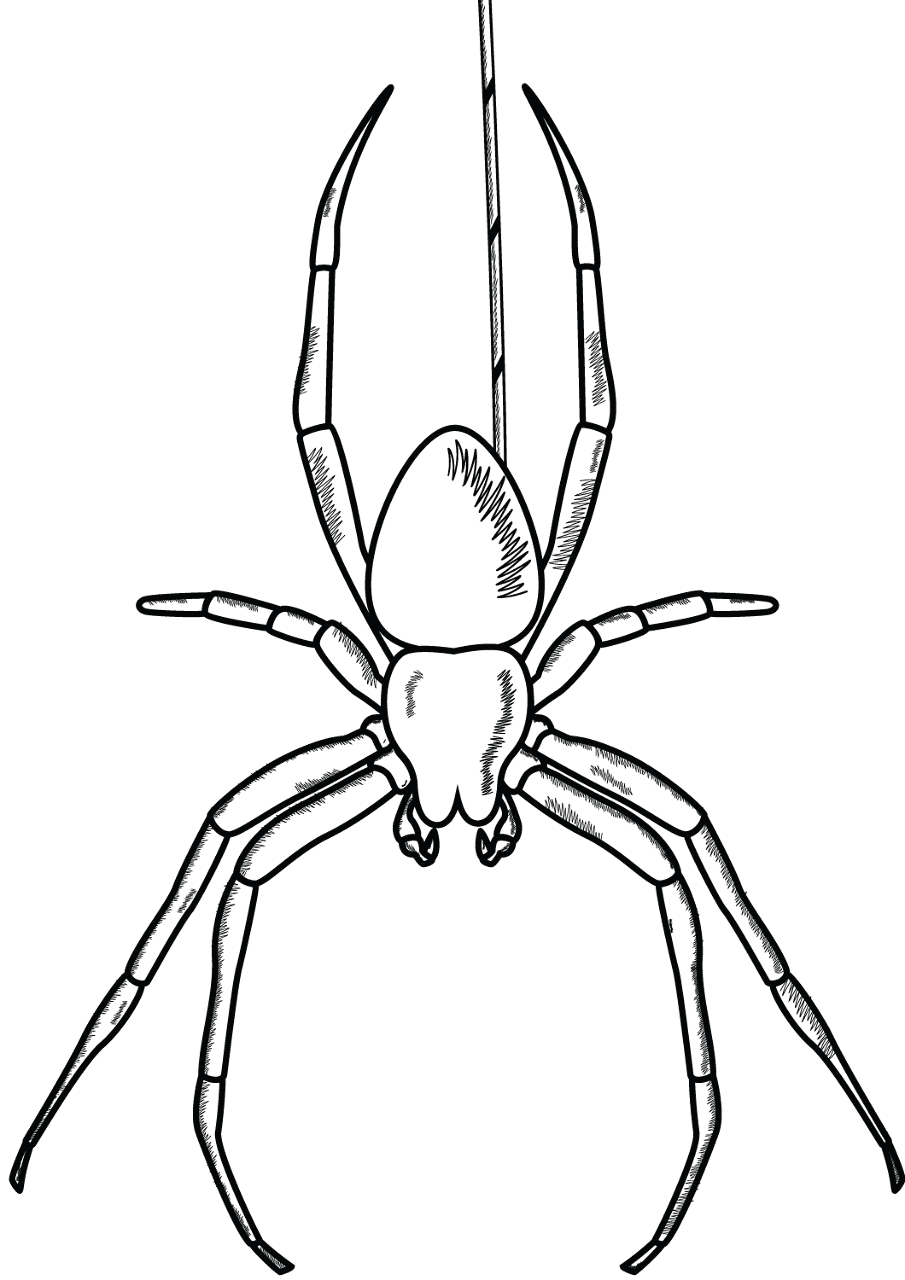Desenho de Aracnídeos para colorir e imprimir: número 21