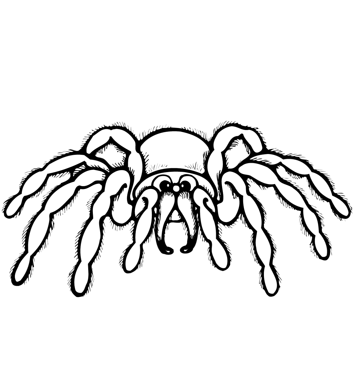 Desenho de Aracnídeos para colorir e imprimir: número 22
