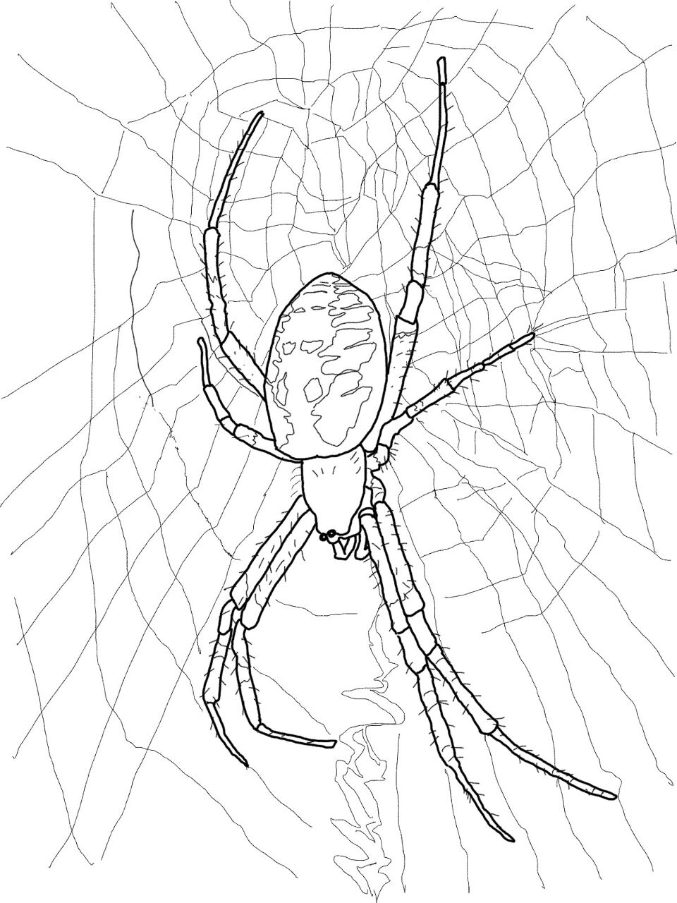 Desenho de Aracnídeos para colorir e imprimir: número 30