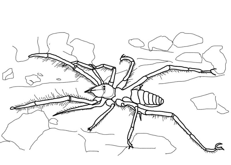Desenho de Aracnídeos para colorir e imprimir: número 32