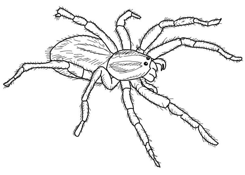 Desenho de Aracnídeos para colorir e imprimir: número 33
