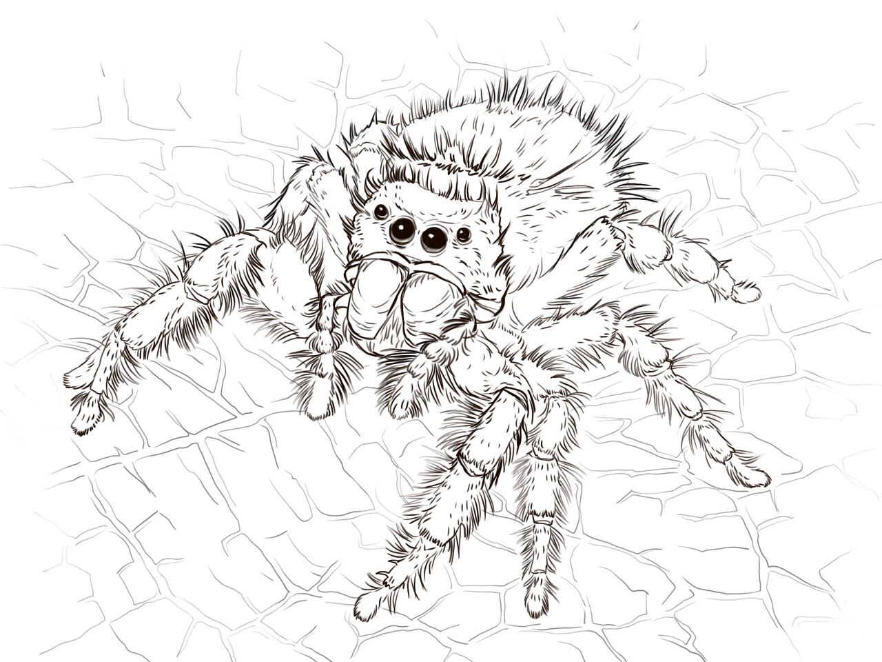 Desenho de Aracnídeos para colorir e imprimir: número 42