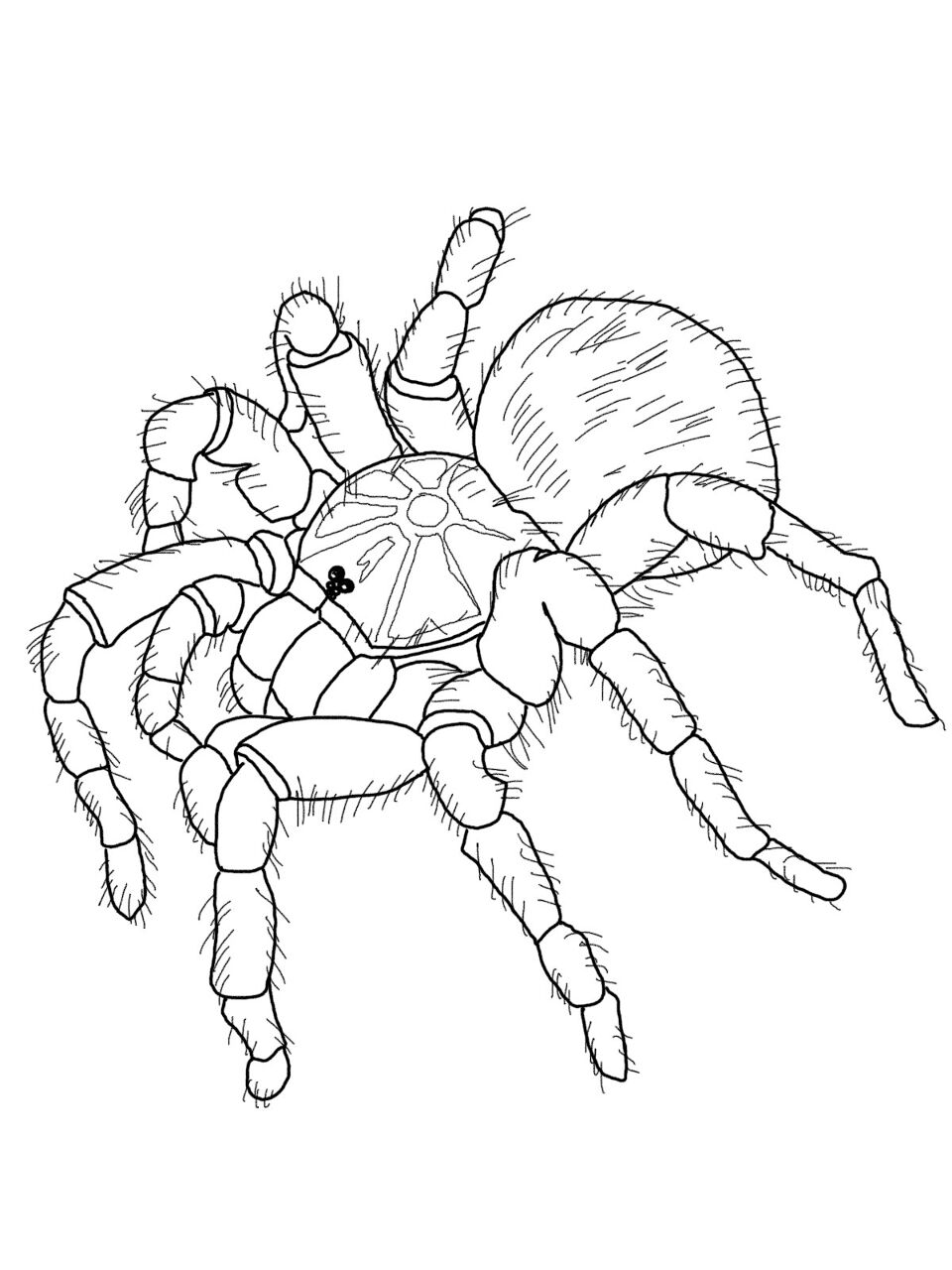 Desenho de Aracnídeos para colorir e imprimir: número 46
