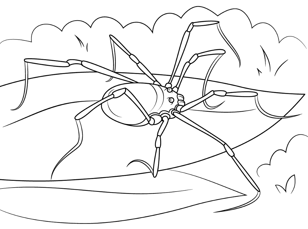 Desenho de Aracnídeos para colorir e imprimir: número 47