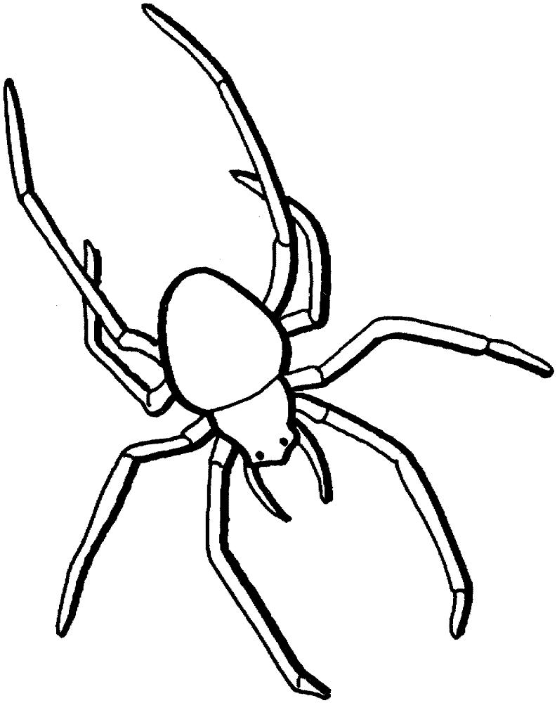 Desenho de Aracnídeos para colorir