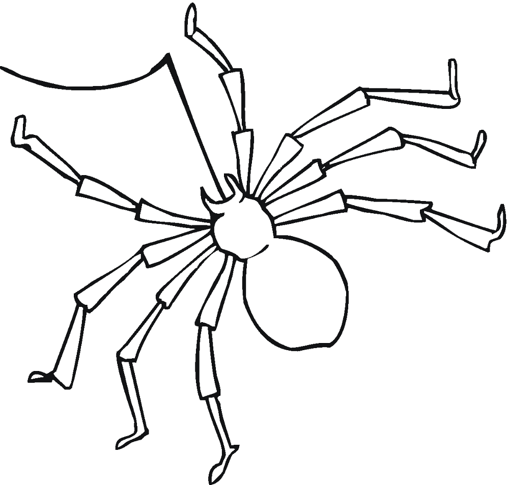 Desenho de Aracnídeos para colorir