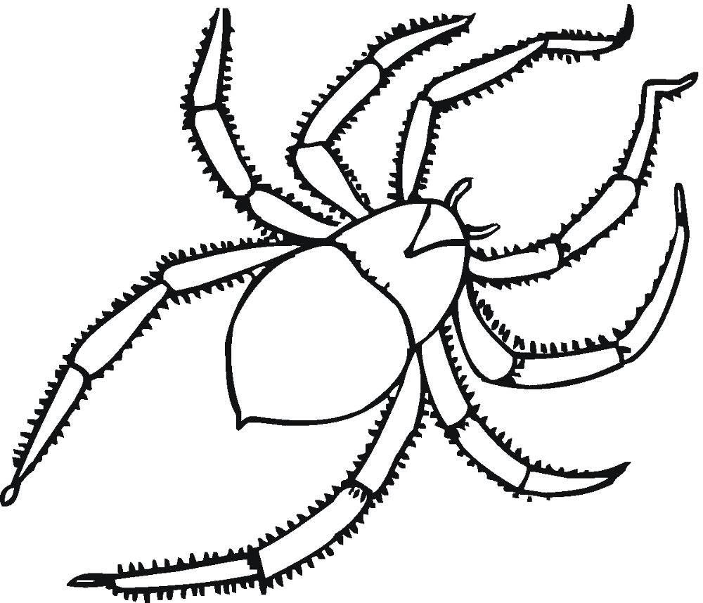 Desenho de Aracnídeos para colorir