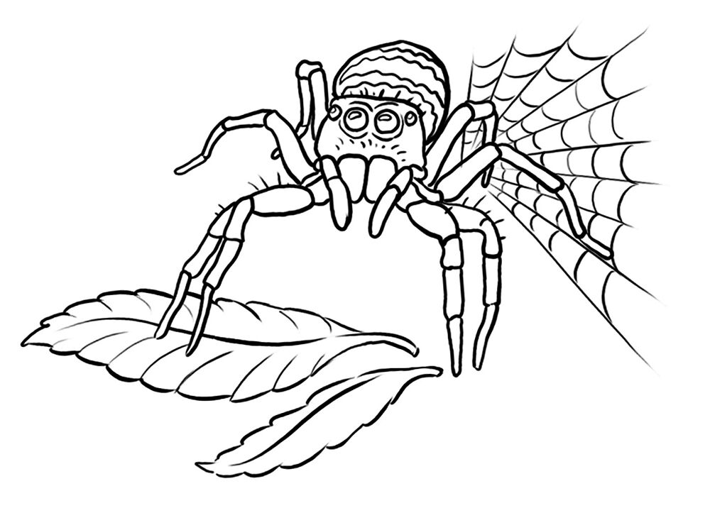 Desenho de Aracnídeos para colorir