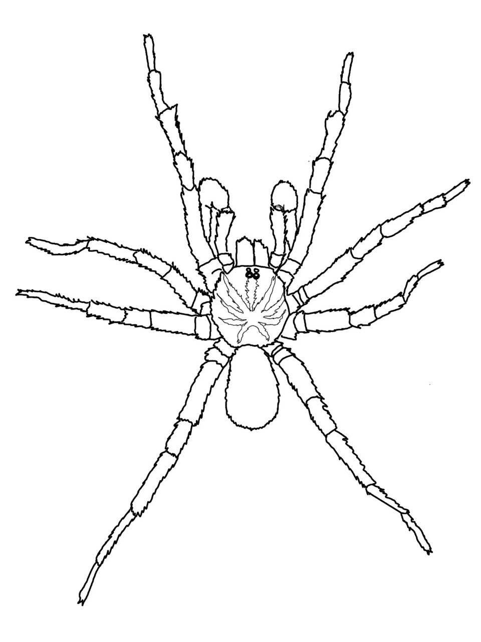 Desenho de Aracnídeos para colorir