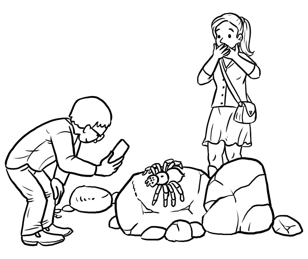 Desenho de Aranhas para colorir e imprimir: número 16