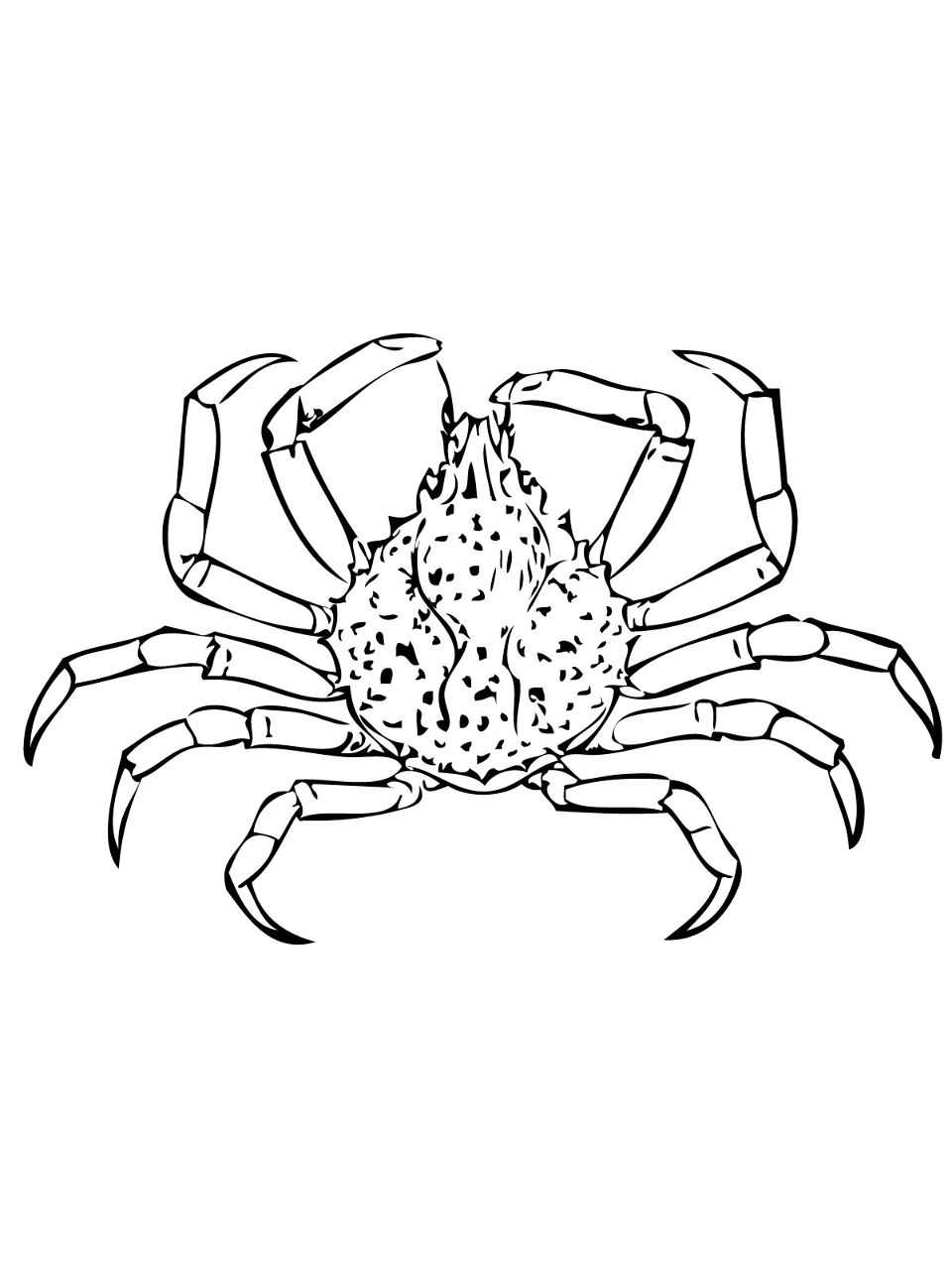 Desenho de Aranhas para colorir e imprimir: número 19