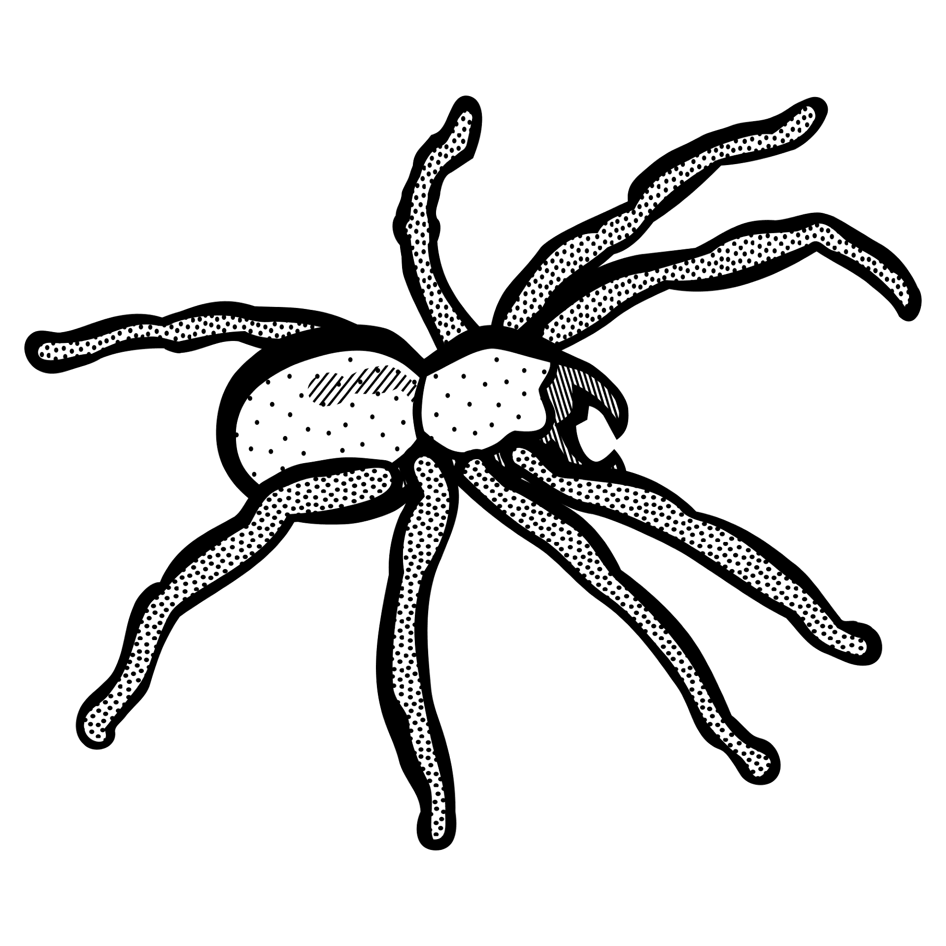 Desenho de Aranhas para colorir e imprimir: número 22