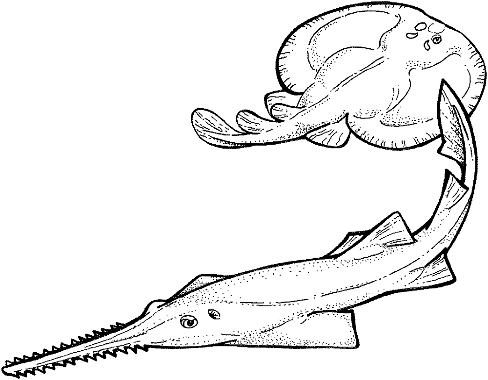 Desenho de Arraia para colorir e imprimir: número 3