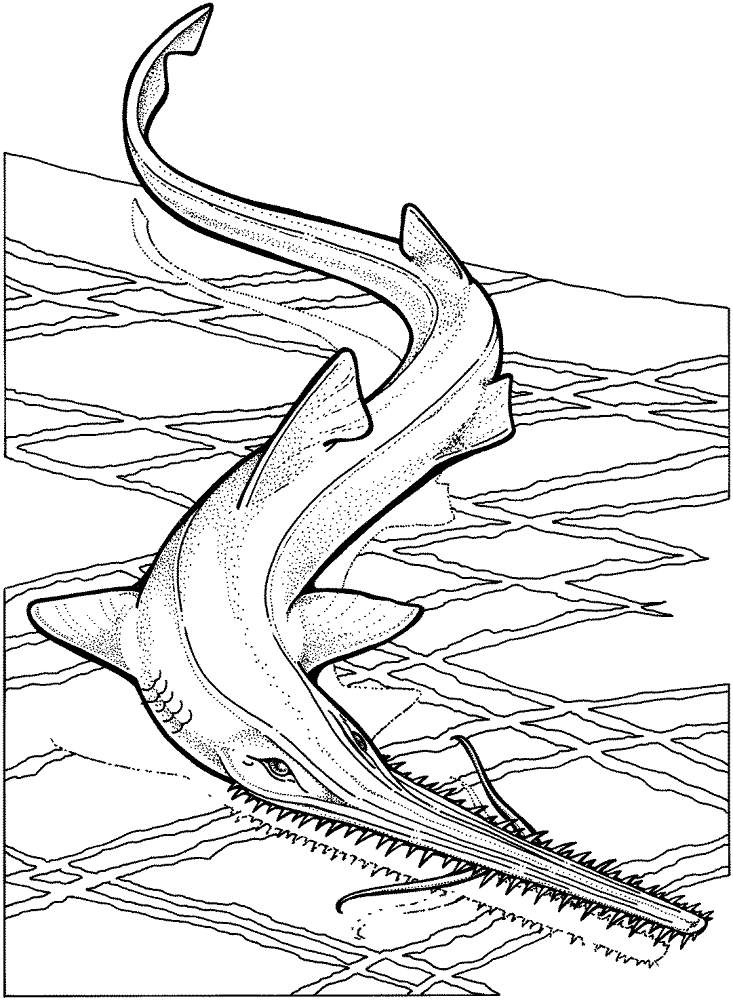 Desenho de Arraia para colorir e imprimir: número 4