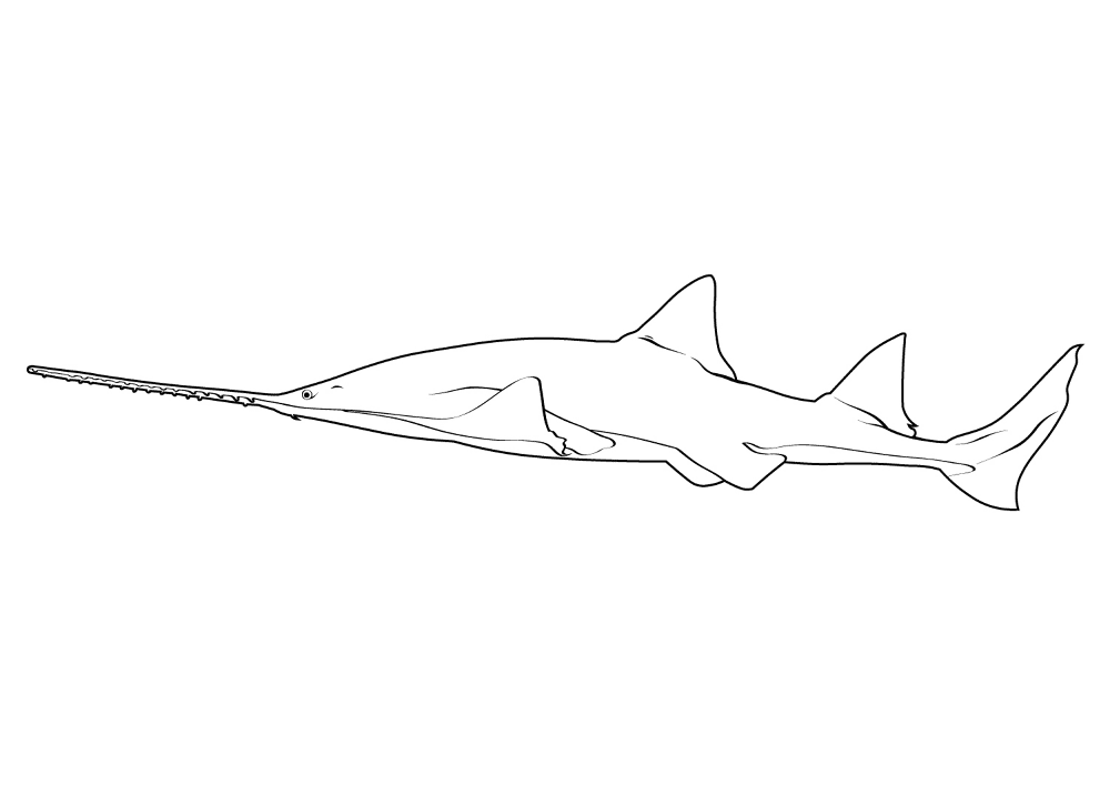 Desenho de Arraia para colorir e imprimir: número 21
