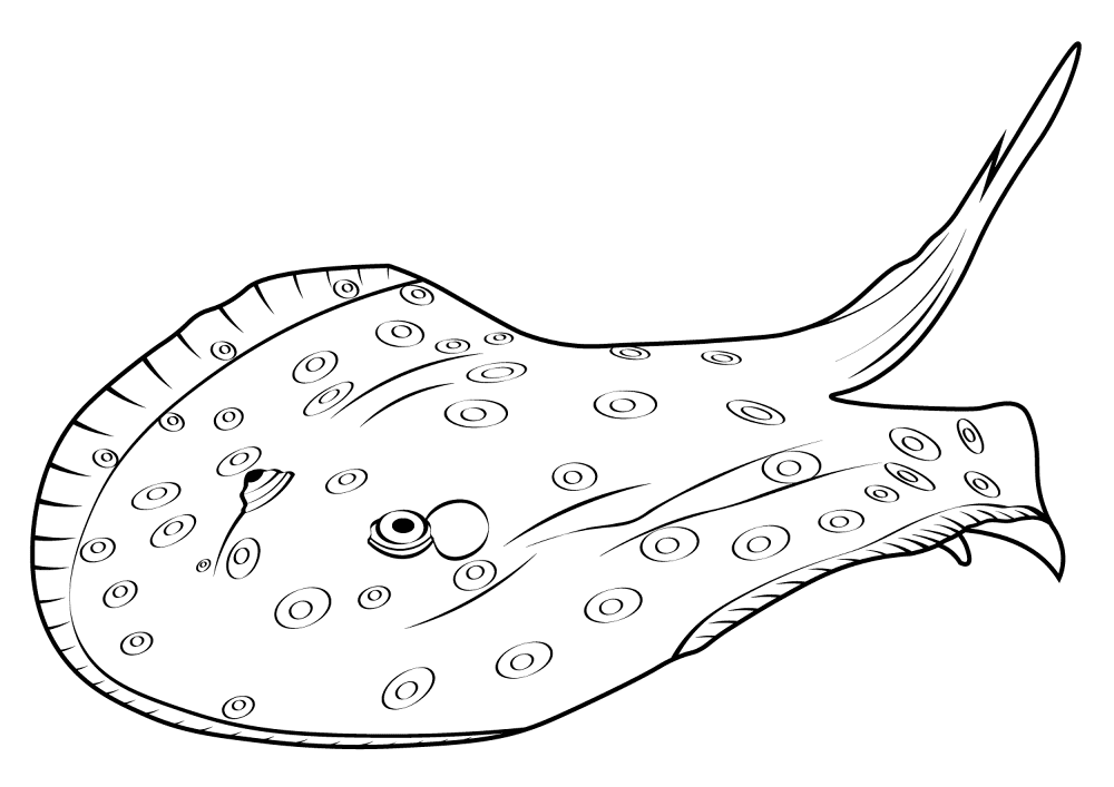 Desenho de Arraia para colorir e imprimir: número 28