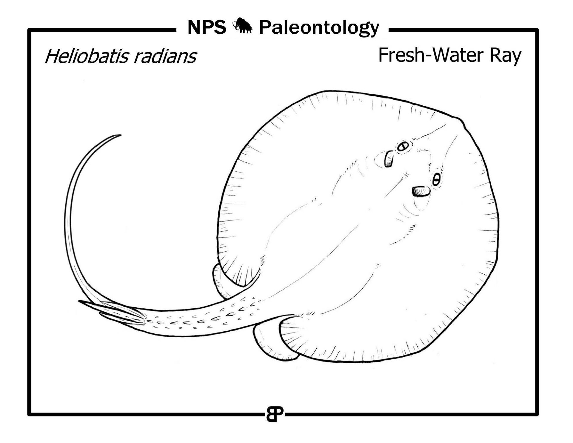 Desenho de Arraia para colorir e imprimir: número 29