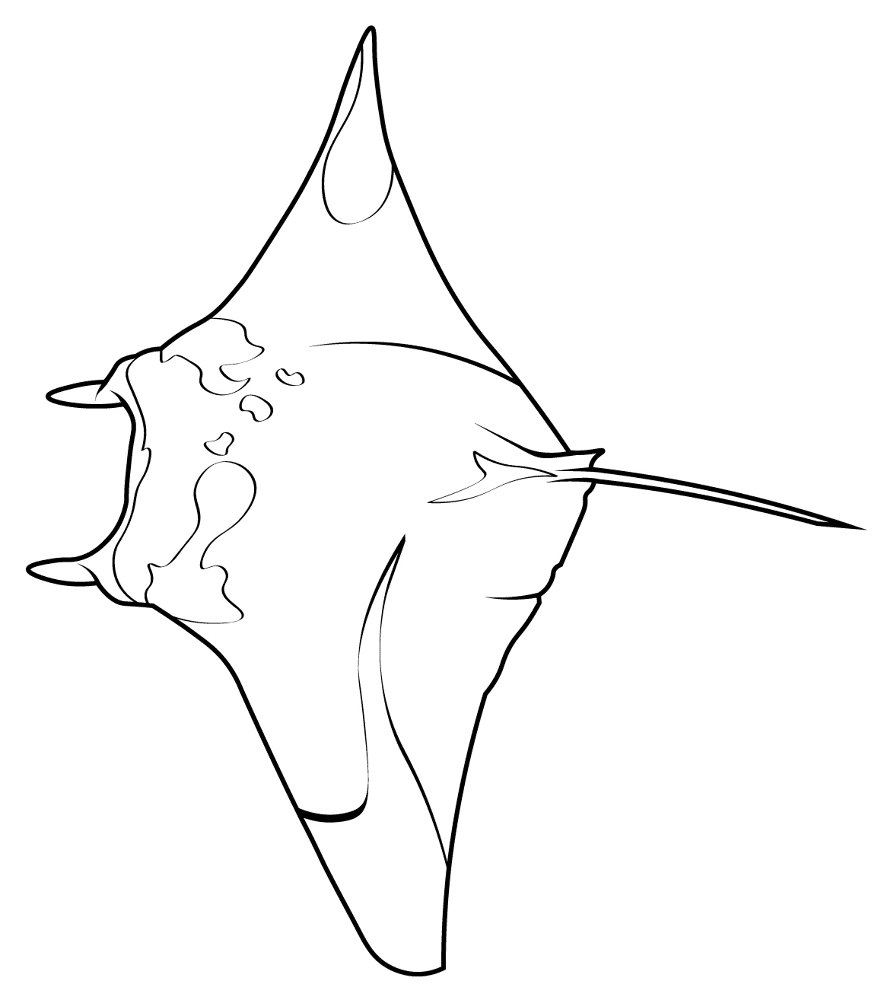 Desenho de Arraia para colorir e imprimir: número 31