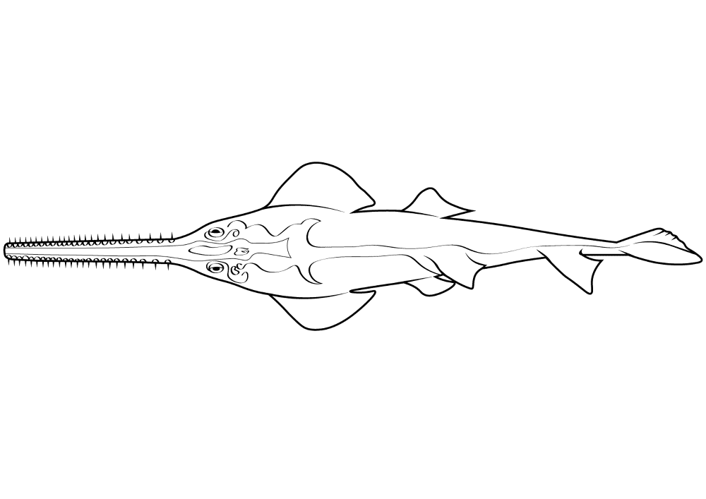 Desenho de Arraia para colorir e imprimir: número 36