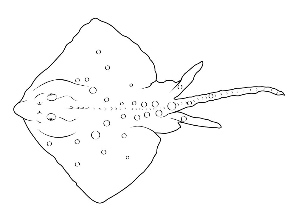 Desenho de Arraia para colorir e imprimir: número 43