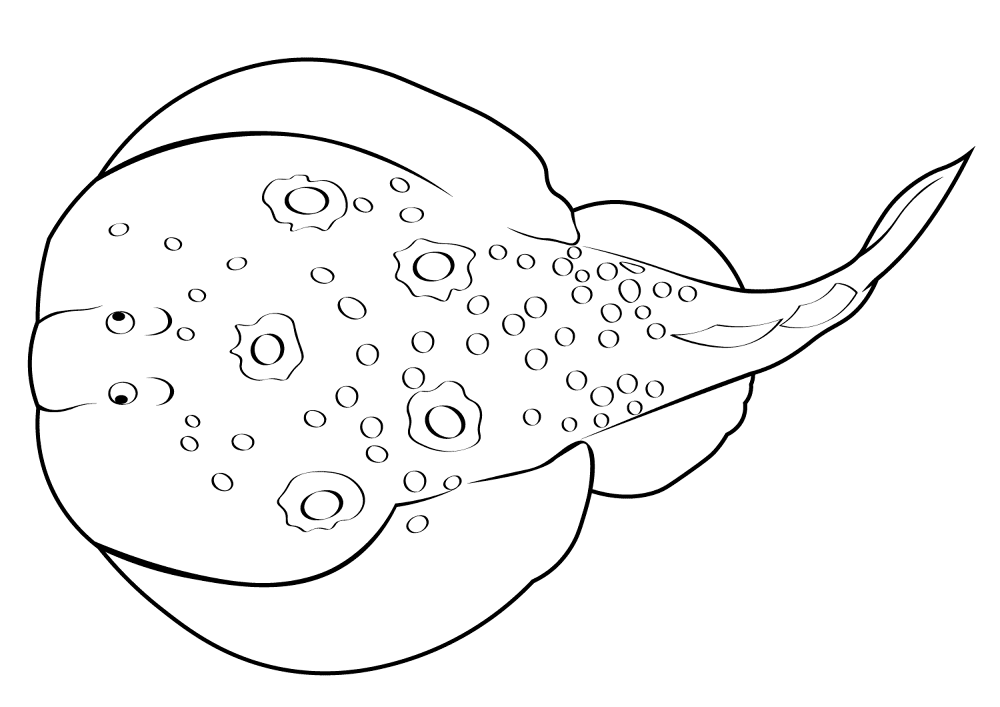 Desenho de Arraia para colorir e imprimir: número 44