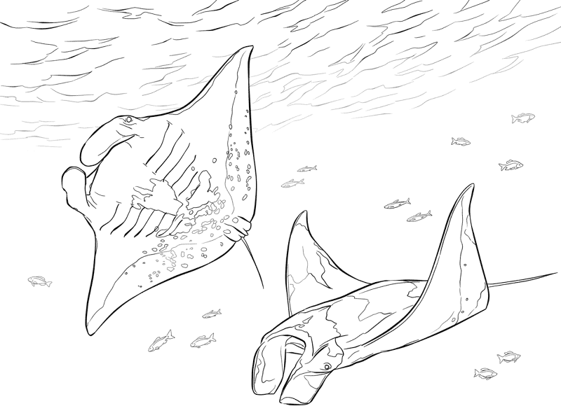 Desenho de Arraia para colorir e imprimir: número 45