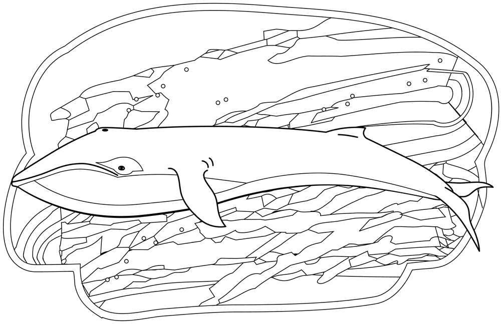 Desenho de Baleias para colorir e imprimir: número 1