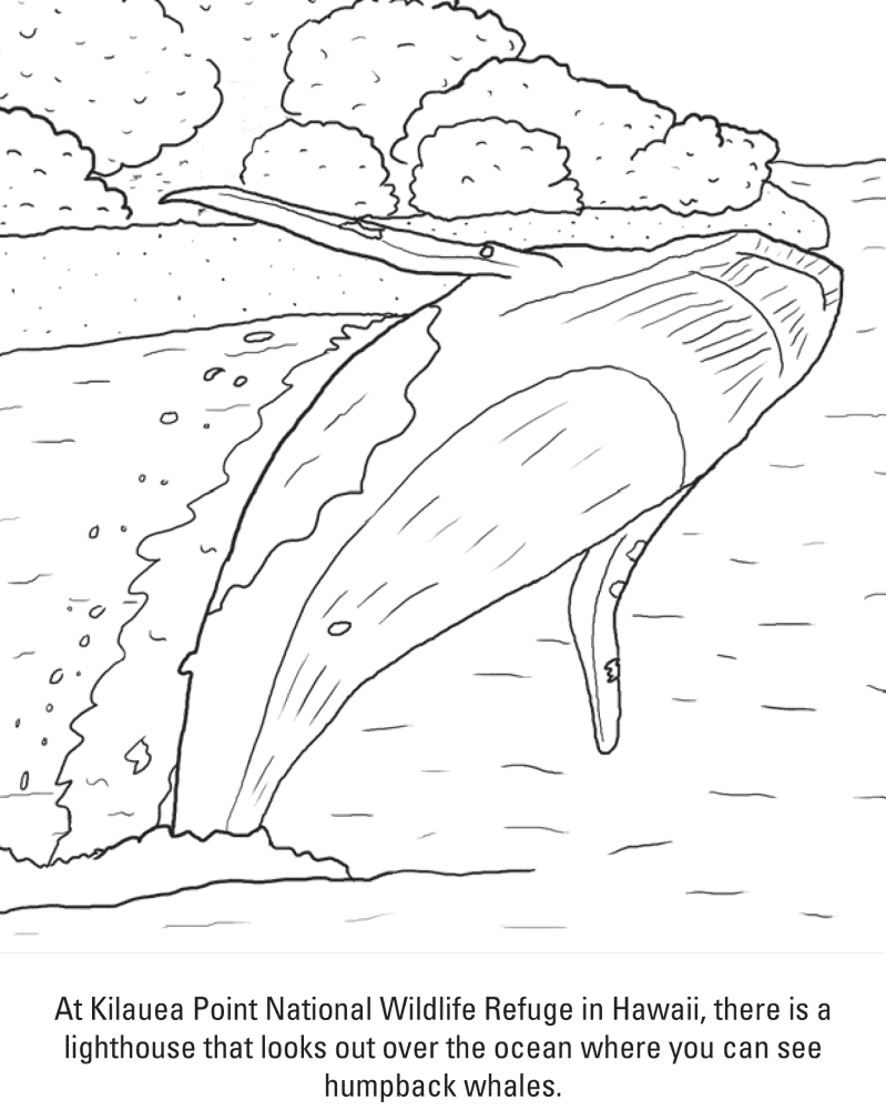 Desenho de Baleias para colorir e imprimir: número 2