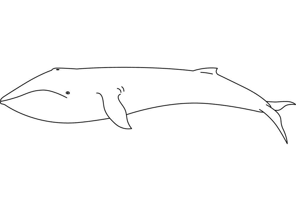 Desenho de Baleias para colorir e imprimir: número 5