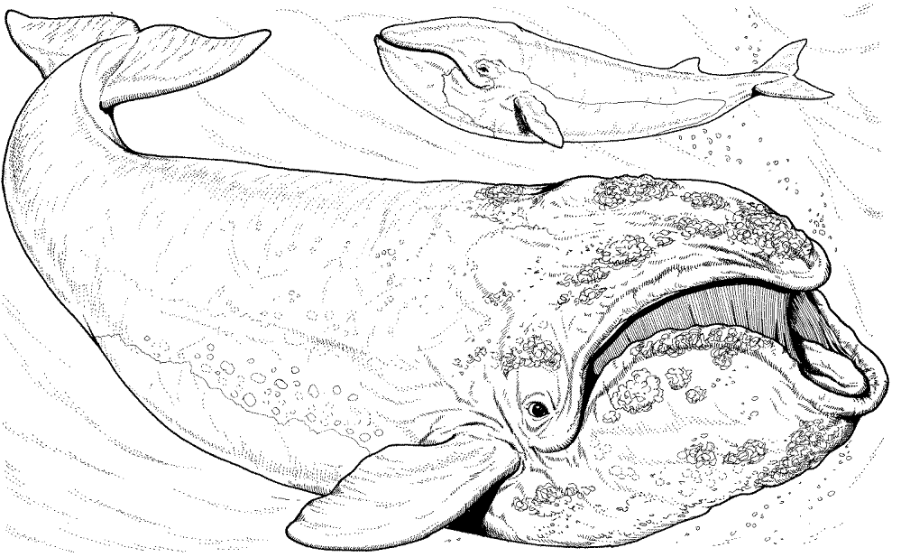 Desenho de Baleias para colorir e imprimir: número 10