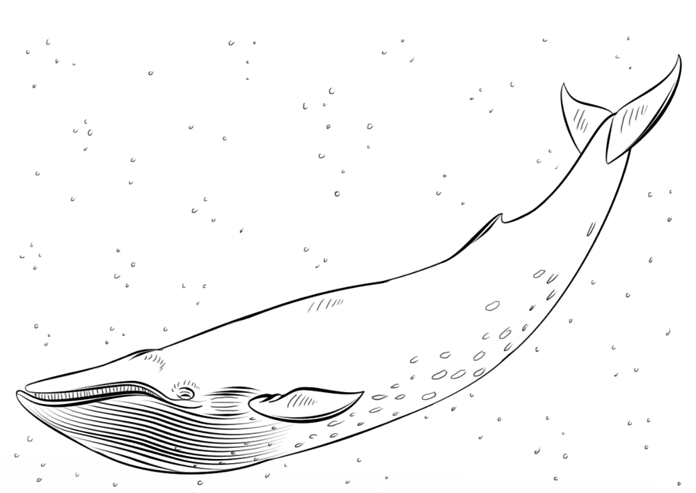 Desenho de Baleias para colorir e imprimir: número 11