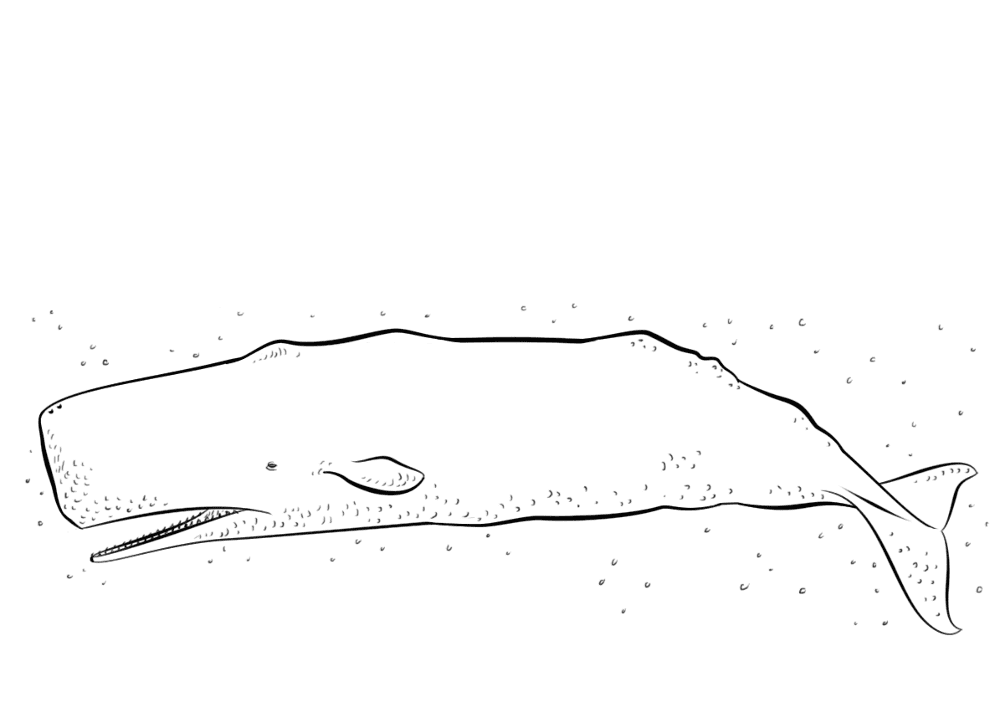 Desenho de Baleias para colorir e imprimir: número 12