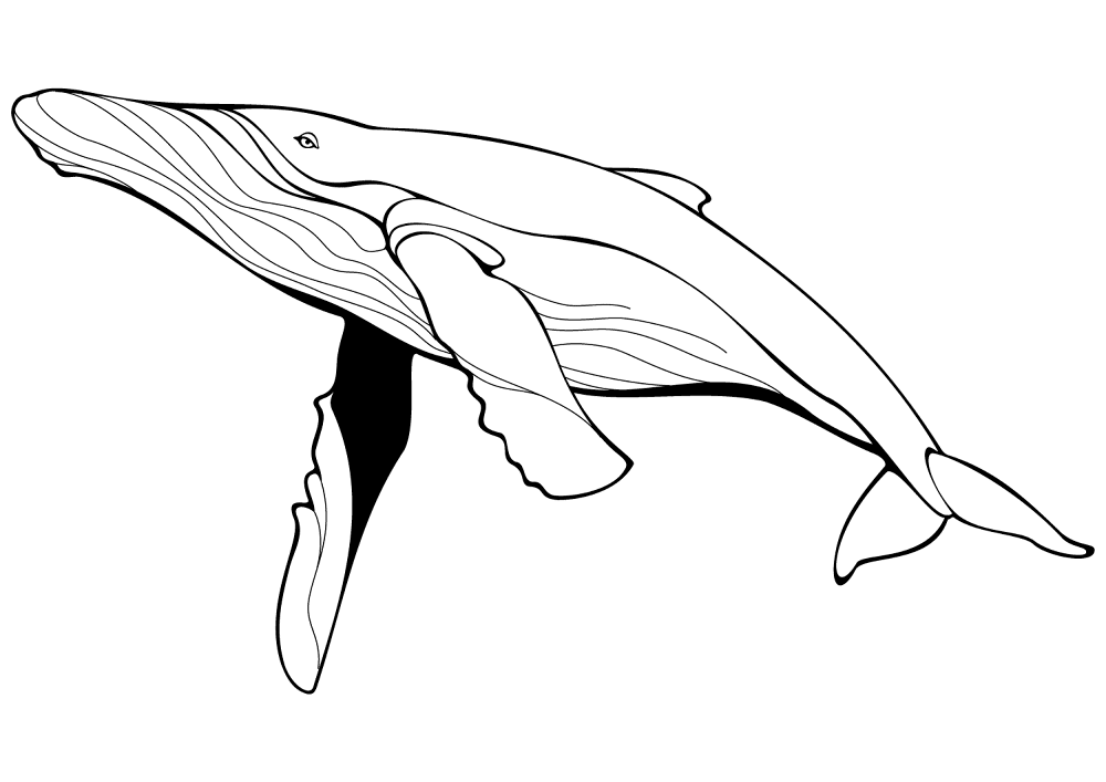 Desenho de Baleias para colorir e imprimir: número 13