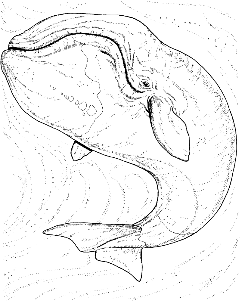 Desenho de Baleias para colorir e imprimir: número 14