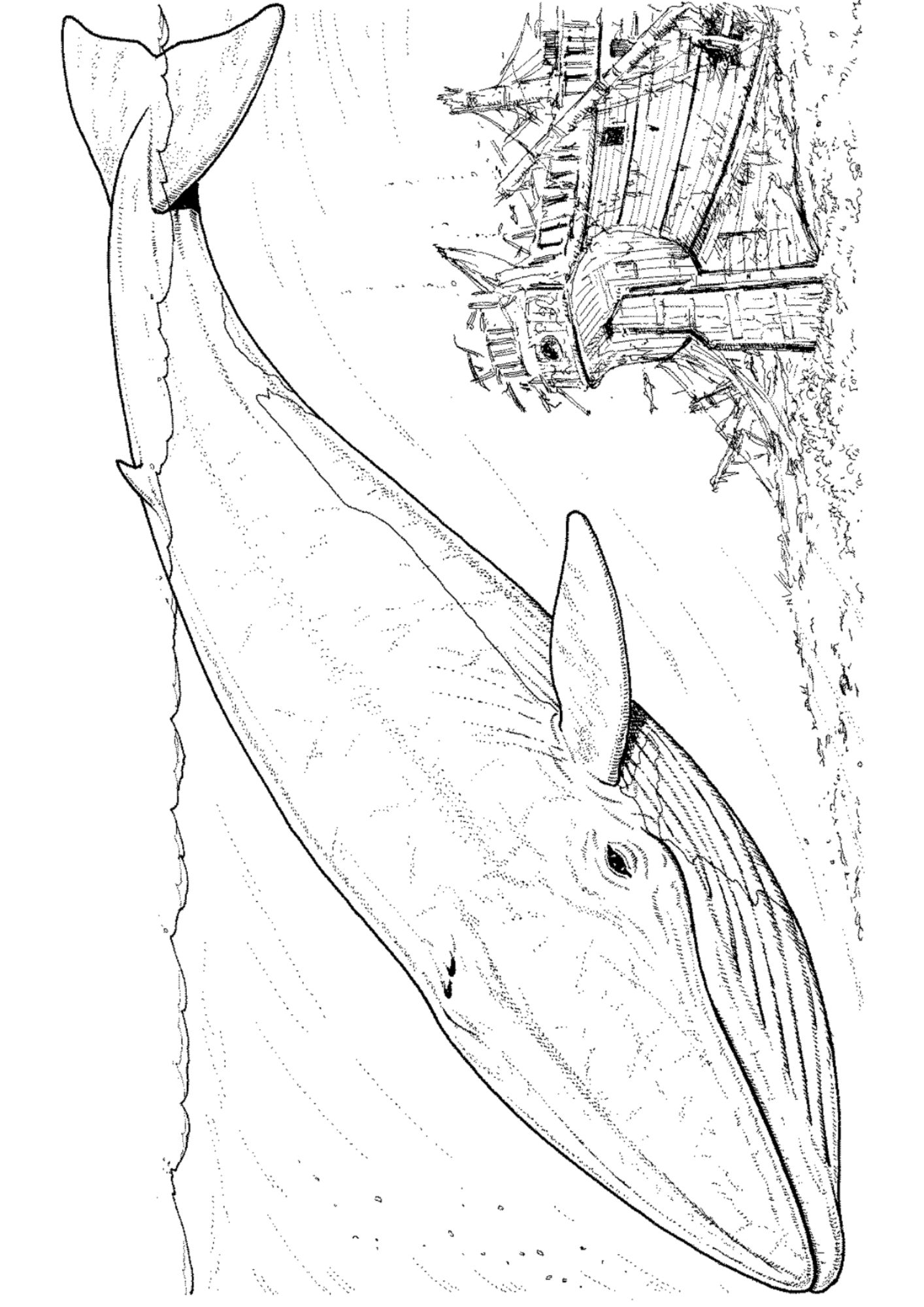 Desenho de Baleias para colorir e imprimir: número 23