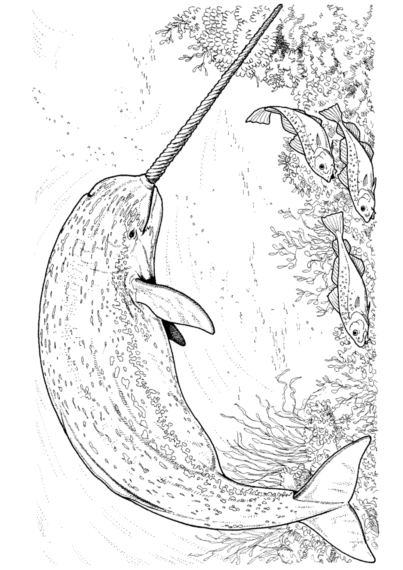 Desenho de Baleias para colorir e imprimir: número 25