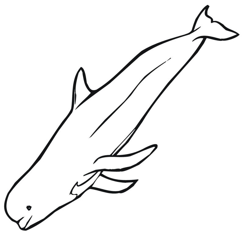 Desenho de Baleias para colorir e imprimir: número 28