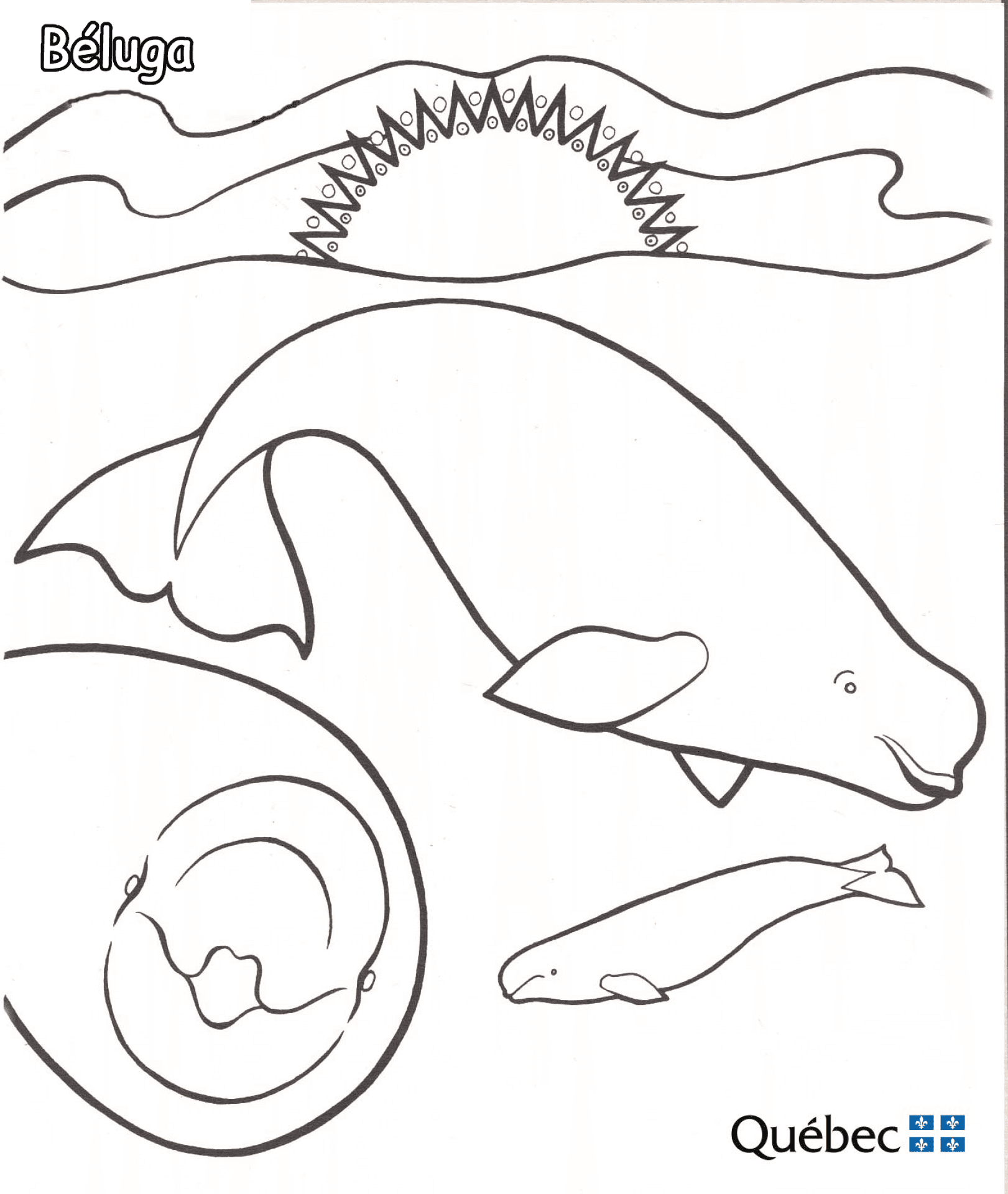 Desenho de Baleias para colorir e imprimir: número 29