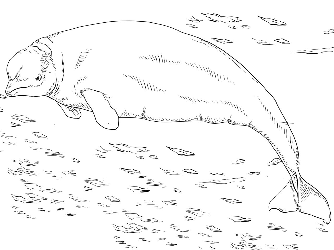 Desenho de Baleias para colorir e imprimir: número 30