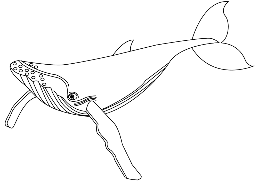 Desenho de Baleias para colorir e imprimir: número 34