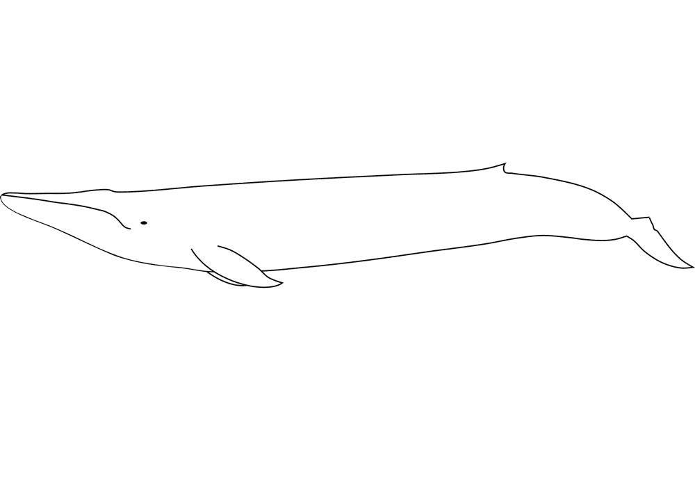 Desenho de Baleias para colorir e imprimir: número 35