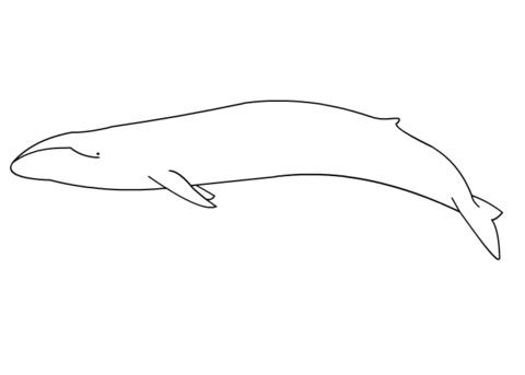 Desenho de Baleias para colorir e imprimir: número 36